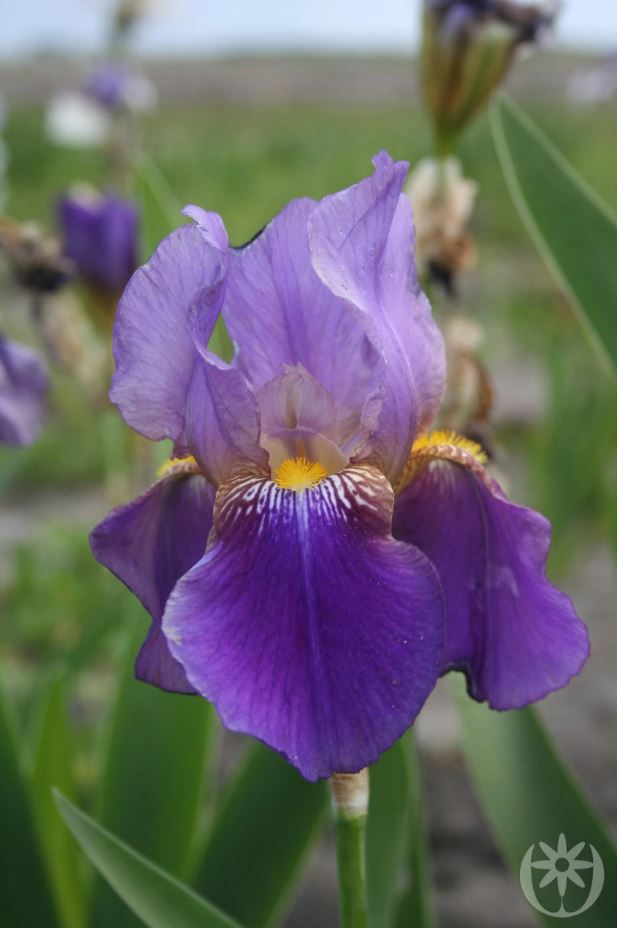 Iris germanica 'Lent A. Williamson'
